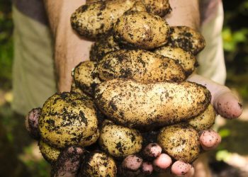 Berkebun menurunkan risiko kangker