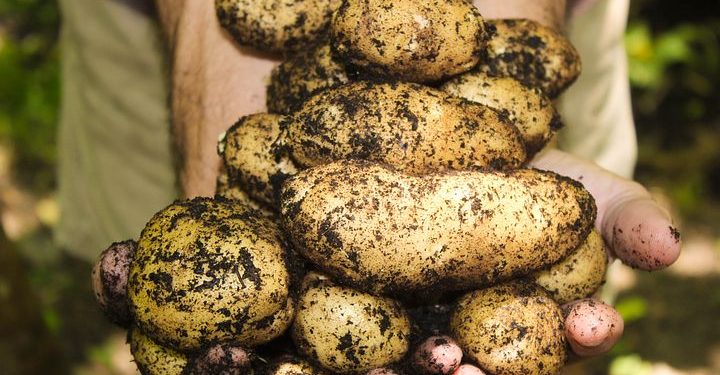 Berkebun menurunkan risiko kangker