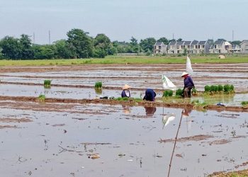 Mensos Rujuk Aileen Balita Asal Indramayu Pengidap Gagal Ginjal Akut Ke RSCM