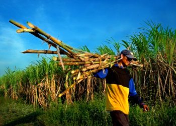 Distan: Lahan Tebu di Cirebon Meluas Akibat Harga Gula Naik dan Aktifnya PG Sindanglaut