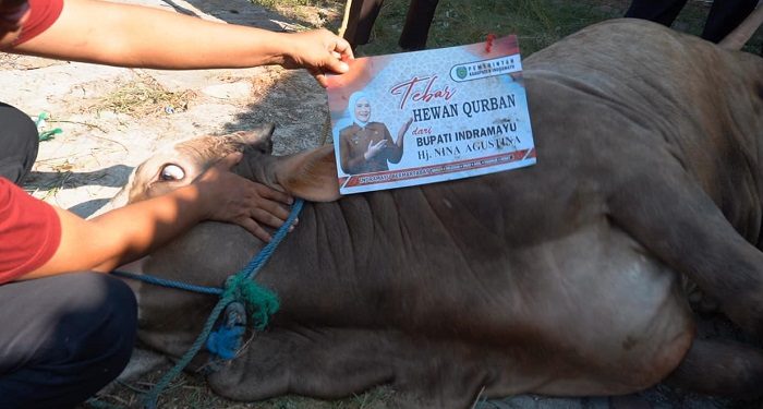 Gunakan Besek, Bupati Indramayu Salurkan Daging Sapi Kurban Berbobot Empat Kuintal
