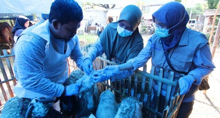 DKPPP Kota Cirebon Awasi Penjualan Hewan Kurban Jelang Idul Adha
