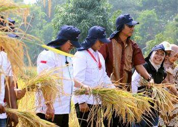 Hadiri Panen Raya di Jamblang, Bupati Cirebon: Petani Ujung Tombak Stok Pangan