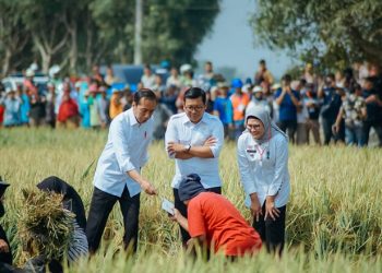 Tinjau Panen Raya di Sukra Indramayu, Presiden Jokowi Bagi-bagi Uang kepada Petani