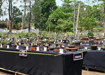 Pameran Bonsai dan Suiseki Tingkat Nasional Digelar di Cilimus Kuningan