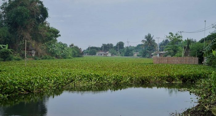 Waduh! Eceng Gondok Padati Sungai Cimanuk, Bupati Indramayu: Bisa Banjir