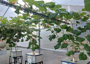 Petani Muda Hantara Kuningan Kembangkan Budidaya Melon dengan Hidroponik Jepang