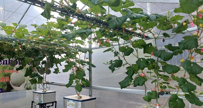Petani Muda Hantara Kuningan Kembangkan Budidaya Melon dengan Hidroponik Jepang