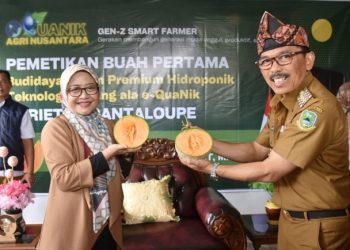 Pj Bupati Kuningan Petik Perdana Buah Melon Premium Karya Petani Muda Hantara