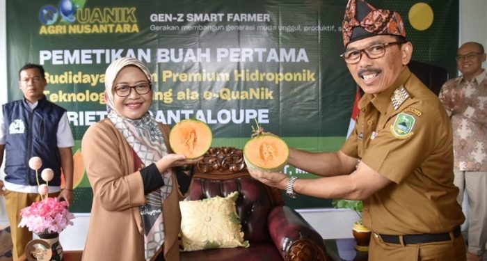 Pj Bupati Kuningan Petik Perdana Buah Melon Premium Karya Petani Muda Hantara
