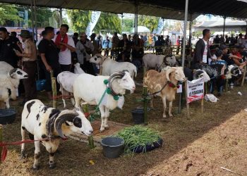 Kementan RI Gelar Expo dan Kontes Domba 2024 di Indramayu