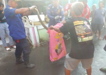 Damkar Kabupaten Cirebon Evakuasi Ular Sebesar Betis Orang Dewasa di Jatiseeng Ciledug