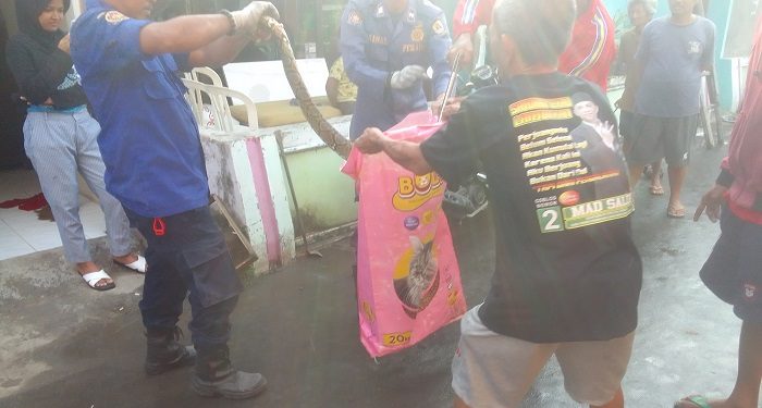 Damkar Kabupaten Cirebon Evakuasi Ular Sebesar Betis Orang Dewasa di Jatiseeng Ciledug