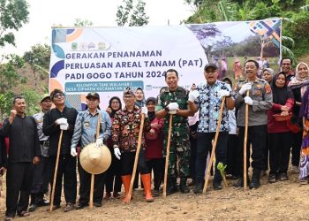 Optimalkan Lahan Kering, DKPP Kuningan Tanam Padi Gogo di Maleber