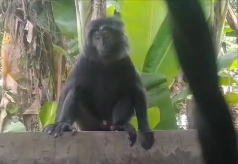 Heboh! Seekor Lutung Masuk Permukiman Warga di Cirebon