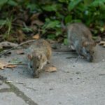 Foto: ilustrasi tikus (istockphoto)
