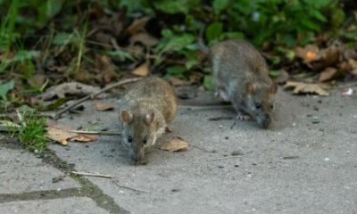 Foto: ilustrasi tikus (istockphoto)