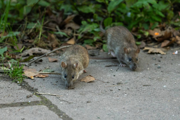 Foto: ilustrasi tikus (istockphoto)