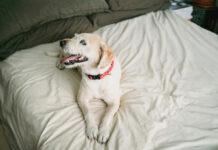 Rekomendasi Underpad Anjing Seharian di Dalam Rumah