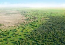 Filosofi Hutan Bagi Warga Tionghoa: Ibu yang Menghidupi