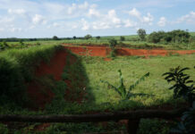 World Soil Day 2025: LindungiHutan Ajak Publik Pulihkan Tanah Lewat Aksi Penanaman Pohon