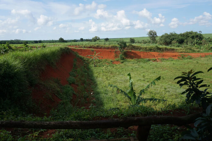 World Soil Day 2025 LindungiHutan Ajak Publik Pulihkan Tanah Lewat Aksi Penanaman Pohon