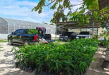 PalmCo Tanam Puluhan Ribu Pohon di 12 Provinsi, Pertegas Misi Keberlanjutan Holding Perkebunan Nusantara