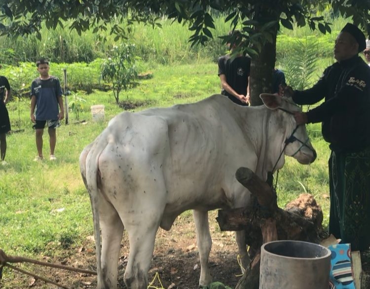 Penyembelihan Hewan Kurban di Jabar Baru Tercatat 62 Ribu Ekor