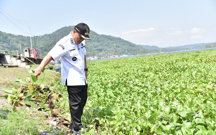 Enam Hektare Eceng Gondok Tutupi Permukaan Waduk Darma