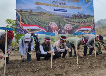 Swasembada Pangan, Majalengka Tanam Bawang Putih Serentak