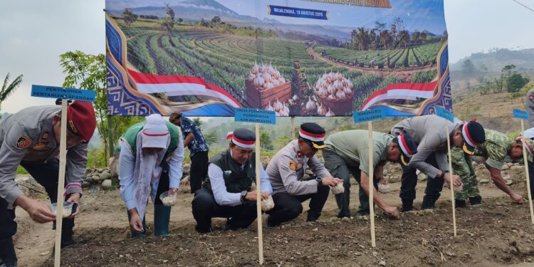 Swasembada Pangan, Majalengka Tanam Bawang Putih Serentak